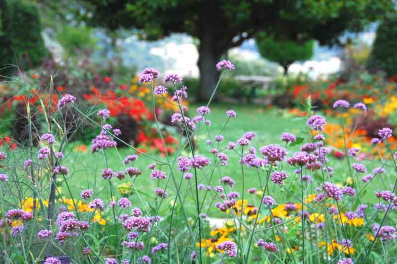 Verbena Bonariensis, Tall Verbena, Purpletop Vervain, Brazilian Verbena, Upright Verbena, Purple summer flowers, Drought Tolerant plant, purple flowers