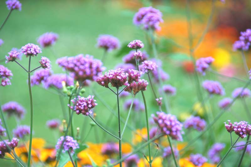 Verbena Bonariensis, Tall Verbena, Purpletop Vervain, Brazilian Verbena, Upright Verbena, Purple summer flowers, Drought Tolerant plant, purple flowers