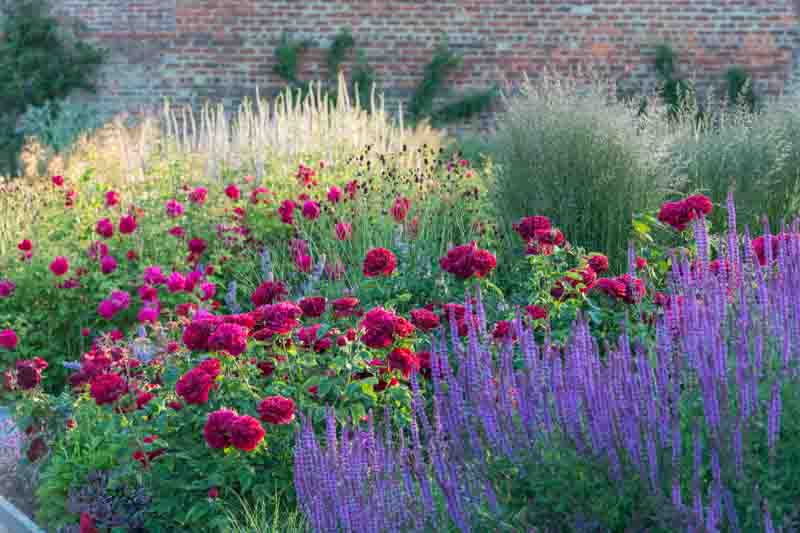 English Rose 'Darcey Bussell', purple Salvia Caradonna, Veronicastrum virginicum Album, Calamagrostis × acutiflora 'Karl Foerster' 