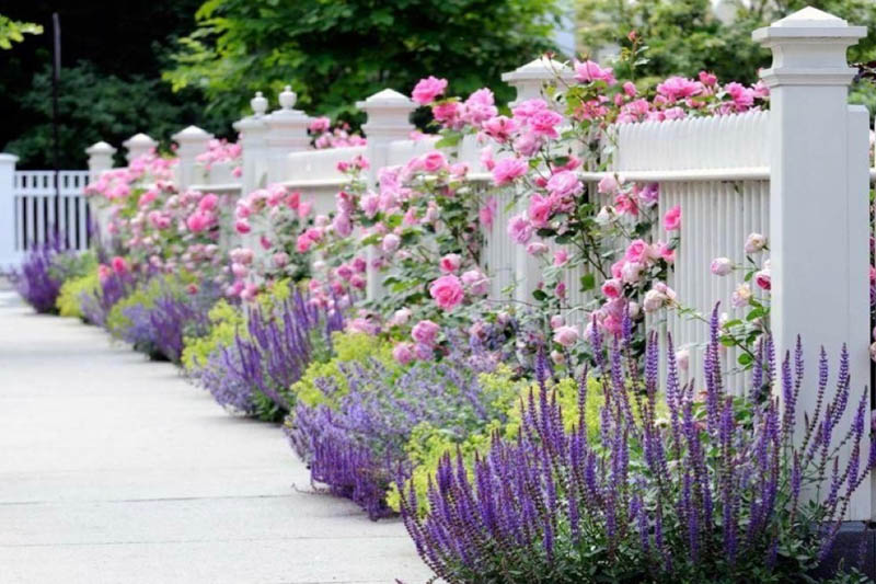 Rose David Austin ,Nepeta Walker's Low,Alchemilla Mollis,Salvia x Sylvestris Maynacht