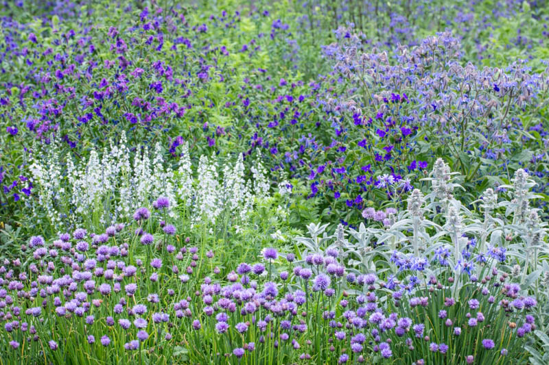 Echium plantagineum Stachys byzantina Veronica gentianoides, chives and Borago
