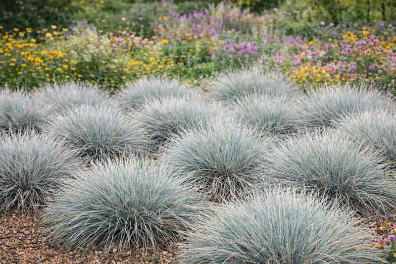 Blue Fescue ‘Elijah Blue’, Elijah Blue Fescue, Blue Fescue, Blue Mountain Grass, Grey Fescue, festuca glauca ‘Elijah Blue’