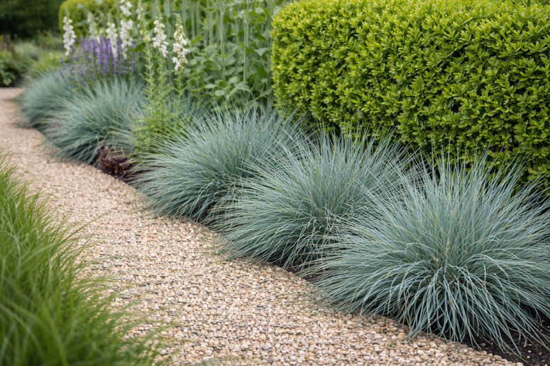 Blue Fescue, Blue Mountain Grass, Grey Fescue, festuca glauca