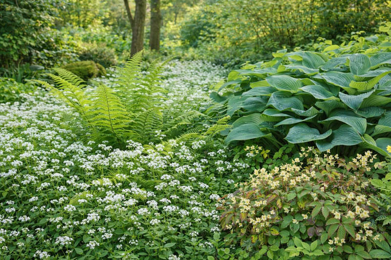 Galium odoratum, ferns, hostas, and epimediums