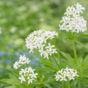 Galium Odoratum, Sweet Woodruff, Hay Plant, Kiss-Me-Quick, Mugwet, Rockweed, Sweet Grass, Woodruff, White flowers, Perennial for shade, perennials for shade, shade perennial, Asperula Odorata