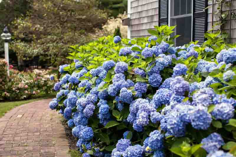 Endless Summer Hydrangea, Hydrangea Macrophylla, Remontant Hydrangea