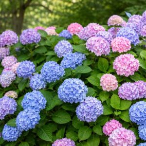 Endless Summer Hydrangea, Hydrangea Macrophylla 'Endless Summer', Hydrangea Macrophylla 'Bailmer', Bigleaf Hydrangea Endless Summer, Mophead Hydrangea Endless Summer, Hydrangea Shrub