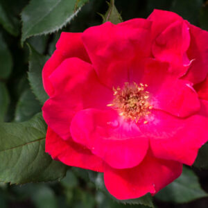 Rose 'Knock Out®', Rosa 'Knock Out®', 'Knock Out®' Rose, Shrub Roses, Rose bushes, Garden Roses, Rosa'Radrazz', Red Roses, Red Flowers