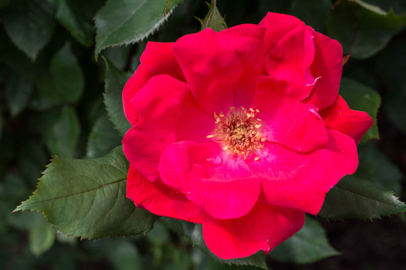 Rose 'Knock Out®', Rosa 'Knock Out®', 'Knock Out®' Rose, Shrub Roses, Rose bushes, Garden Roses, Rosa'Radrazz', Red Roses, Red Flowers