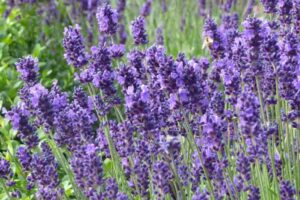 Lavandula Angustifolia 'Hidcote' , Lavender hidcote, English Lavender 'Hidcote', Lavender 'Hidcote', Lavandula 'Hidcote', Lavandula Spica 'Hidcote Purple', Lavandula 'Hidcote Blue', Purple flowers, Drought tolerant plant, Summer blooms, fragrant plants,