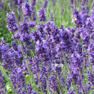Lavandula Angustifolia 'Hidcote' , Lavender hidcote, English Lavender 'Hidcote', Lavender 'Hidcote', Lavandula 'Hidcote', Lavandula Spica 'Hidcote Purple', Lavandula 'Hidcote Blue', Purple flowers, Drought tolerant plant, Summer blooms, fragrant plants,