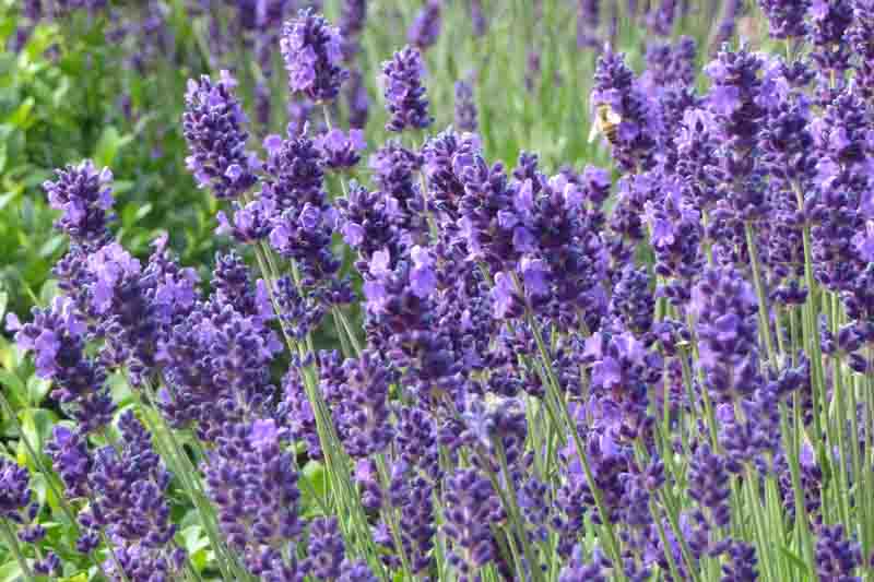 Lavandula Angustifolia 'Hidcote' , Lavender hidcote, English Lavender 'Hidcote', Lavender 'Hidcote', Lavandula 'Hidcote', Lavandula Spica 'Hidcote Purple', Lavandula 'Hidcote Blue', Purple flowers, Drought tolerant plant, Summer blooms, fragrant plants,
