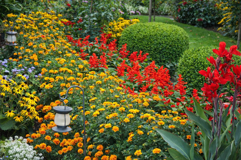 Mixed bed with Salvia splendens and other bedding plants