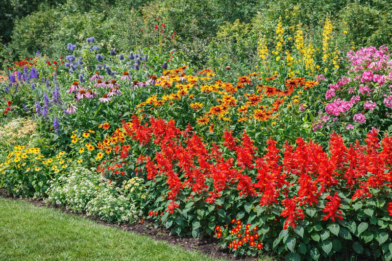 Mixed bed with Salvia splendens and other bedding plants
