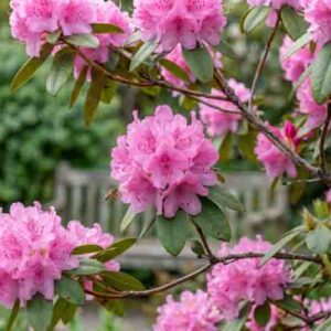 Rhododendron 'Olga Mezitt', Rhododendron 'Olga Mezzitt', pink flowers, pink rhododendron, pink flowering shrub
