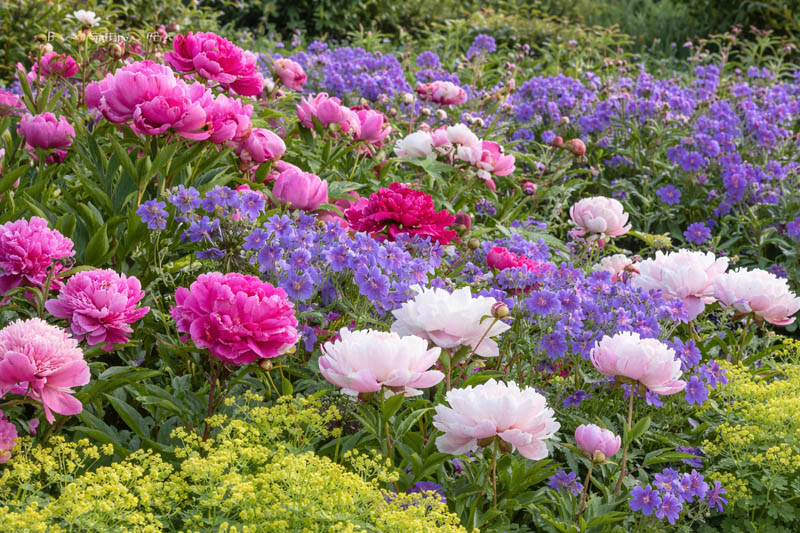 Paeonia lactiflora Felix Crousse, Shirley Temple, Alchemilla mollis and Geranium magnificum