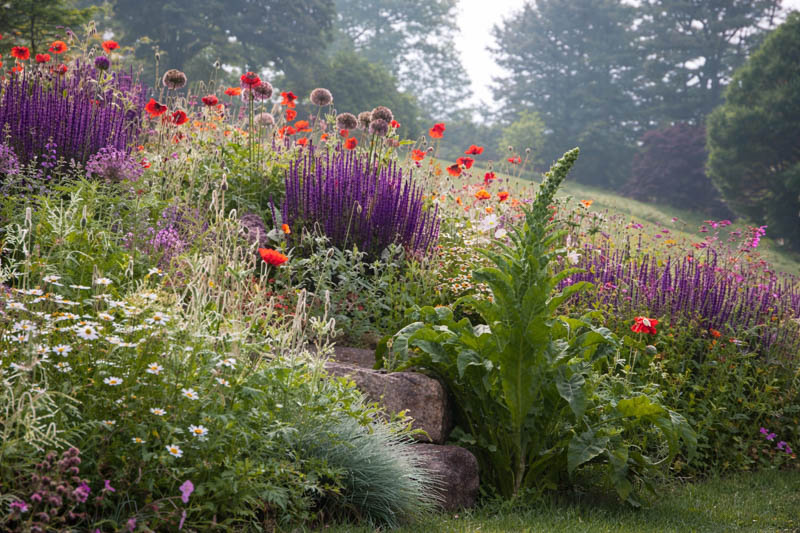 Papaver rhoeas, Salvia nemerosa 'Caradonna' and Alliums
