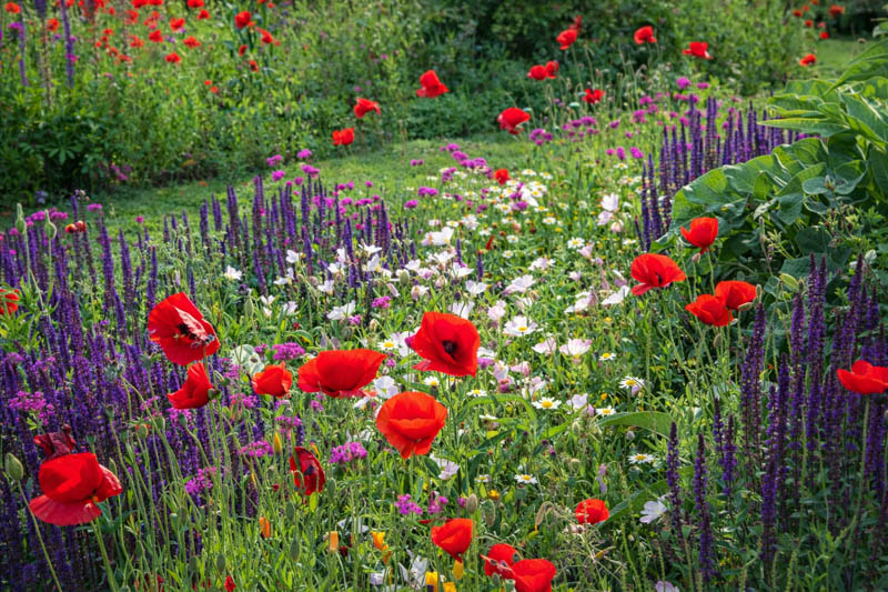 Papaver rhoeas, Salvia nemorosa 'Caradonna' and Oenothera speciosa