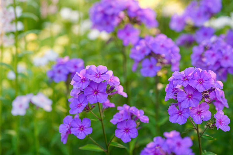 Phlox paniculata 'Blue Paradise' (Garden Phlox)