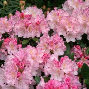 Rhododendron 'Ken Janeck', Rhododendron Yakushimanum 'Ken Janeck', pink flowers, pink rhododendron, pink flowering shrub