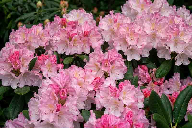 Rhododendron 'Ken Janeck', Rhododendron Yakushimanum 'Ken Janeck', pink flowers, pink rhododendron, pink flowering shrub