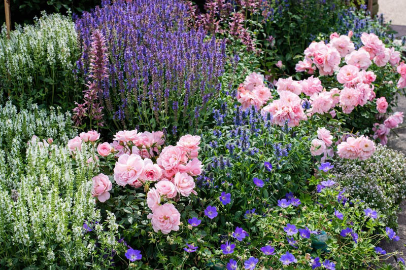 Rosa Bonica, Salvia nemorosa Snow Hill, Salvia nemorosa Blue Hill, Geranium Rozanne
