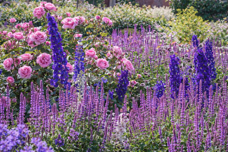 Salvia Nemorosa 'Amethyst', Sage 'Amethyst', Balkan Clary 'Amethyst', Steppe Sage 'Amethyst', Salvia Amethyst