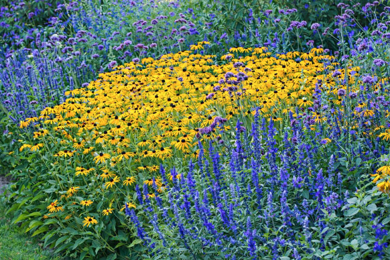 Garden Ideas, Border ideas, Perennial Planting, Perennial combination, Antirrhinum majus, Snapdragons, Rudbeckia 'Goldsturm', Salvia 'Mystic Spires Blue', Salvia farinacea, Verbena bonariensis, summer borders
