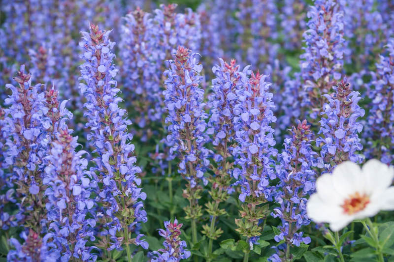 Salvia x sylvestris 'Blue Hill' (Wood Sage) with blue flower spikes