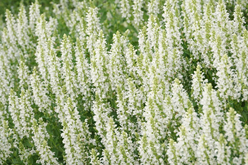 Salvia x sylvestris Snow Hill (Wood Sage): Uses, Design Tips, Care