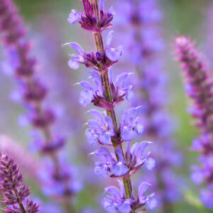 Salvia x Sylvestris 'Tanzerin', Wood Sage 'Tanzerin', Salvia x Superba 'Tanzerin', Salvia Nemorosa 'Tanzerin', Salvia Sylvestris 'Tanzerin', Early blooming salvia, award-winning salvia