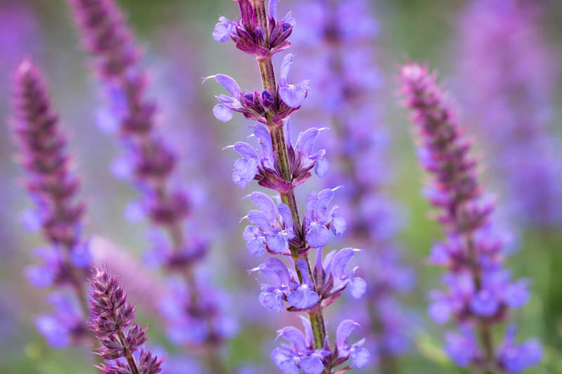 Salvia x sylvestris 'Tanzerin' (Wood Sage) with rich violet flowers and reddish-purple bracts