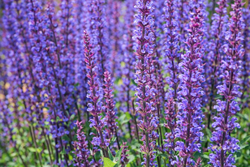 Salvia x Sylvestris 'Tanzerin', Wood Sage 'Tanzerin', Salvia x Superba 'Tanzerin', Salvia Nemorosa 'Tanzerin', Salvia Sylvestris 'Tanzerin', Early blooming salvia, award-winning salvia