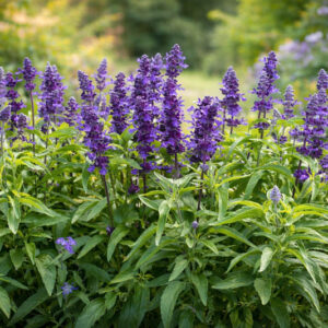 Salvia Farinacea Evolution information,Evolution Mealycup Sage information, Mealy cup sage Evolution information, Salvia Farinacea Evolution, Salvia Evolution