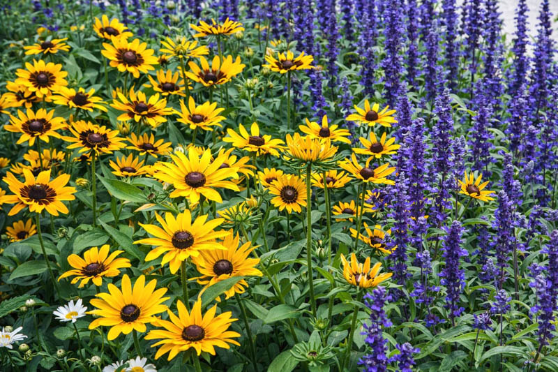 Salvia farinacea Evolution and Rudbeckia hirta Denver
