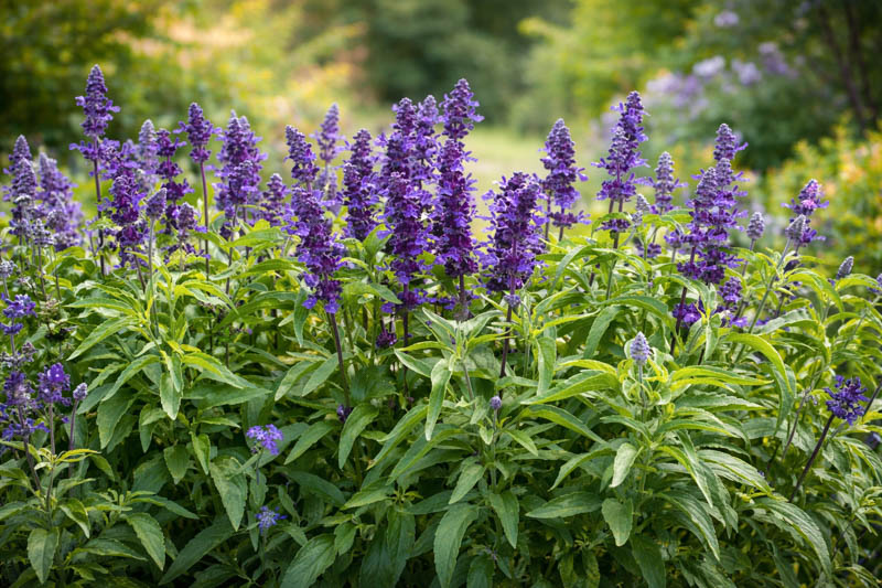 Salvia farinacea Evolution information, Evolution Mealycup Sage information, Mealy cup sage Evolution information, Salvia Farinacea Evolution, Salvia Evolution