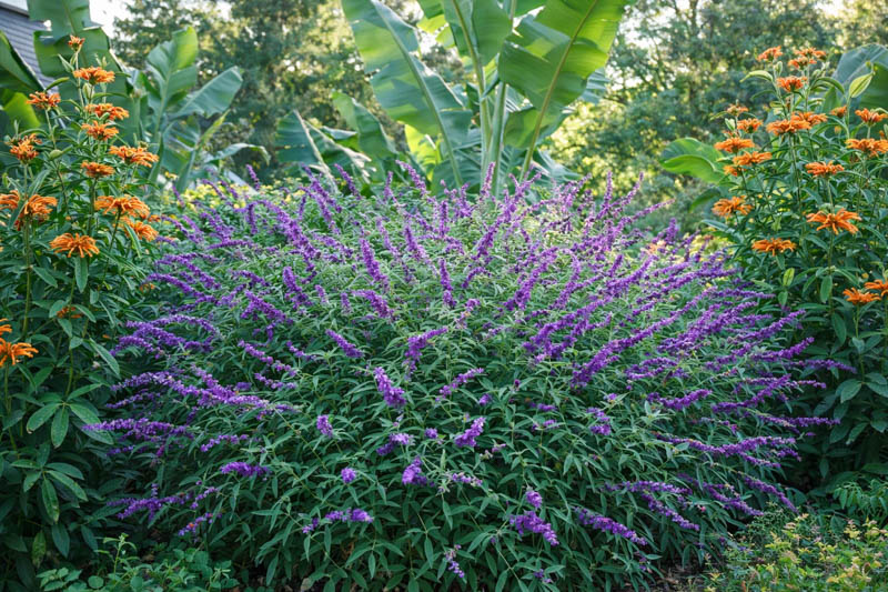 Salvia leucantha, leonorus leonotis, canna, Tropical Plants