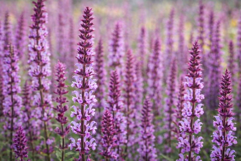 Salvia nemorosa 'Amethyst' with lavender-pink flower spikes and purple stems