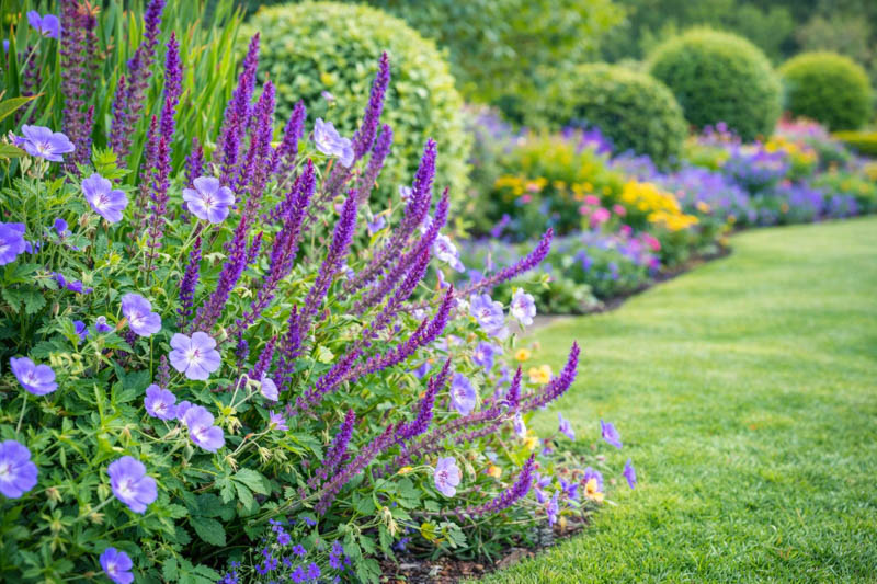 Salvia nemorosa Ostfriesland, Geranium Rozanne in a summer garden