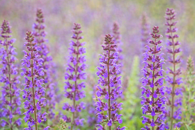 Salvia nemorosa 'Ostfriesland' with violet-purple flower spikes, pink bracts, and purple stems