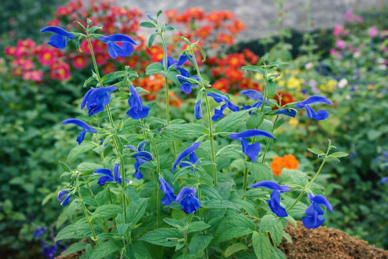 Salvia Patens, Gentian Sage, Spreading Sage, Blue-flowered Sage, Salvia Patens Dark Blue, Salvia Patens 'Oxford Blue', Blue flowers