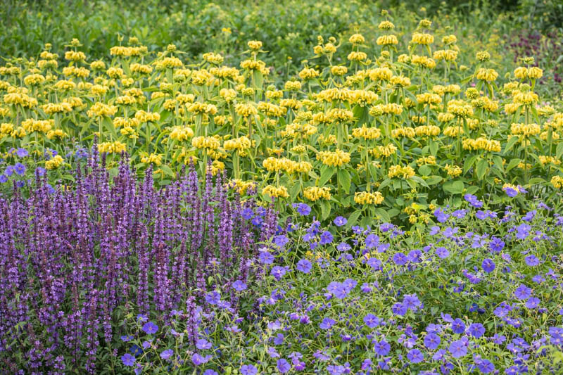 Salvia Nemorosa 'Amethyst', Sage 'Amethyst', Balkan Clary 'Amethyst', Steppe Sage 'Amethyst', Salvia Amethyst
