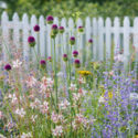 Salvia yangii, perovskia, drumstick allium, allium sphaerocephalon, gaura
