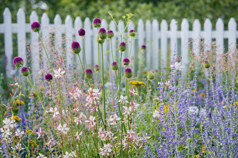 Salvia yangii, perovskia, drumstick allium, allium sphaerocephalon, gaura