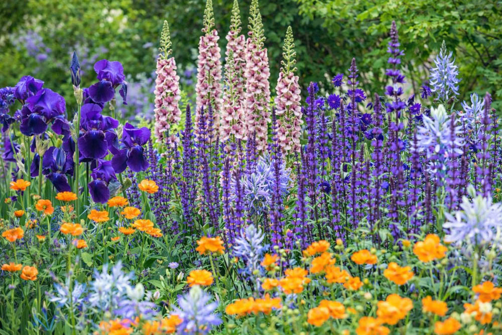Verbascum 'Merlin', Salvia nemerosa 'Caradonna', Geum 'Princess Juliana', Iris, Aquilegia and Camassia