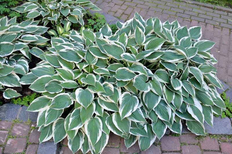 Hosta Patriot, Variegated Plantain lily, Plantain Lily 'Patriot', Shade perennials, Plants for shade