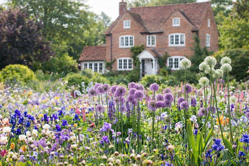 Allium Gladiator, Ornamental Onion 'Gladiator', Ornamental Garlic 'Gladiator', Spring Bulbs, Spring Flowers, Purple flowers, Late spring flowers, deer resistant flowers