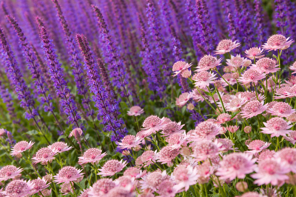 astrantia Roma, salvia caradonna