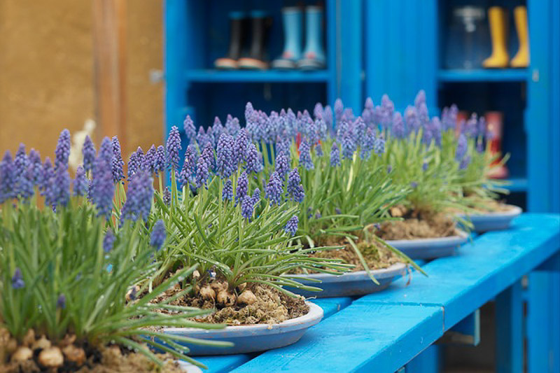 Muscari Armeniacum, Grape Hyacinth, Bulbs Design, Spring Bulbs, Summer Bulbs, Fall Fulbs, Landscaping Design, Garden Ideas