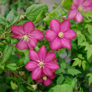 Clematis 'Ville de Lyon', Large-Flowered Clematis 'Ville de Lyon'', group 3 clematis, red clematis, Clematis Vine, Clematis Plant, Flower Vines, Clematis Flower, Clematis Pruning